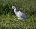 _6SB9792 cattle egret